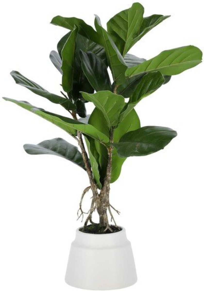 Kave Home - Kunstplant Lyrata 60 cm