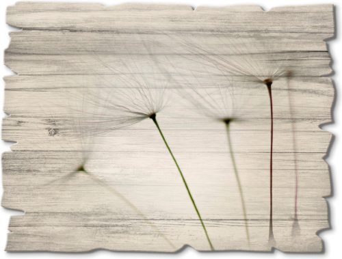 Artland Artprint op hout Pluizebolzaadjes I (1 stuk)