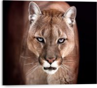 Reinders! Artprint op hout Cougar - close-up (1 stuk)