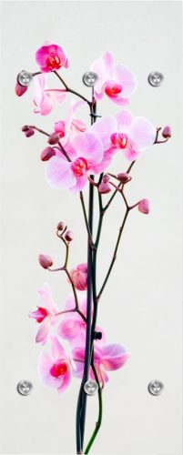 queence Kapstokpaneel Orchidee met 6 haken, 50 x 120 cm