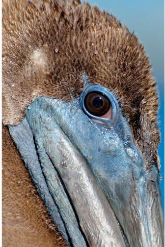 Goossens Schilderij Pelican Wildlife, 148 x 98 cm