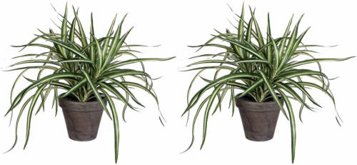 Mica Decorations 2x Stuks Dracaena Kunstplanten Groen In Grijze Pot H34 Cm X D40 Cm - Kunstplanten