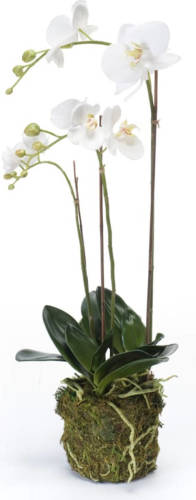 Emerald Kunstplant Vlinderorchidee 70 Cm Wit