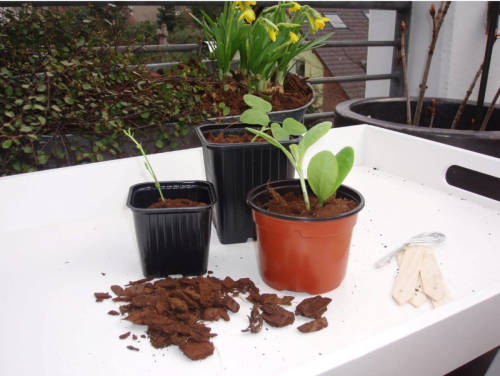 Nature 2 Stuks Plastic Stekpotjes H7x Dia. 9,5cm Set A 8 Stuks