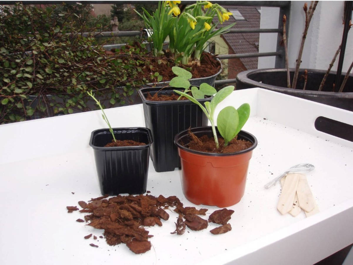 Nature 2 Stuks Plastic Stekpotjes H7x Dia. 9,5cm Set A 8 Stuks
