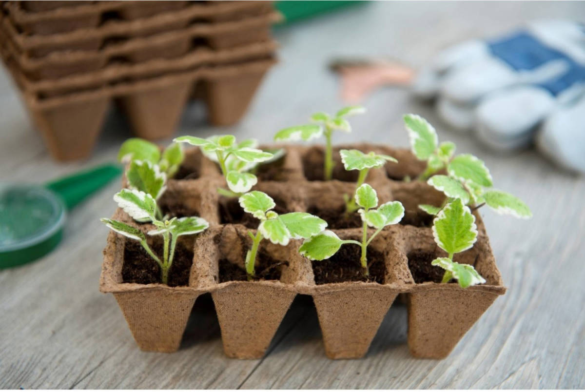 Turfpottrays H5x4x4cm Set A 12 Trays Van 12 Stuks Nature