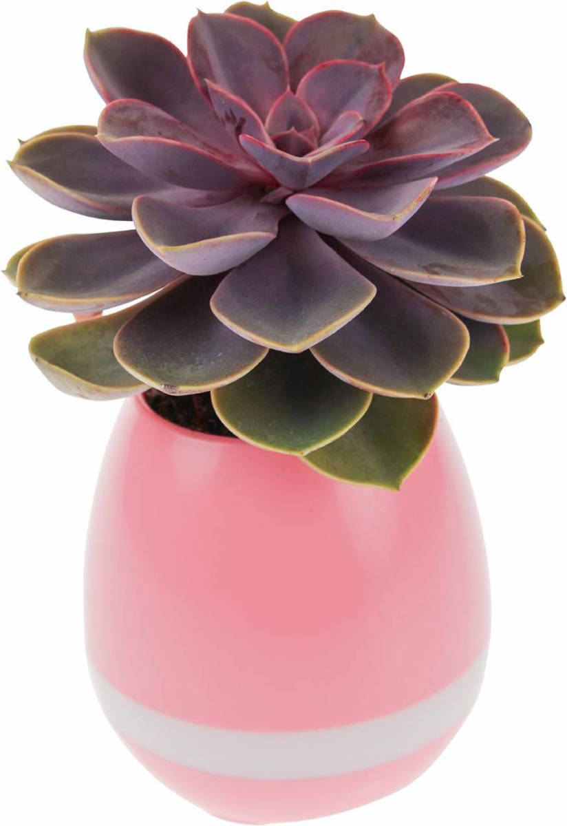 United Entertainment - Oplaadbare Led Bloempot Met Bluetooth Speaker - Roze
