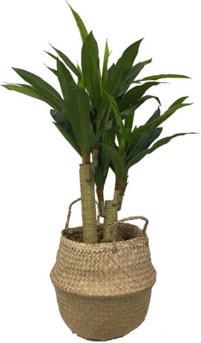 CUHOC Levensechte Kunst Dracaena Fragans 90 Cm Met Pot