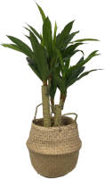 CUHOC Levensechte Kunst Dracaena Fragans 90 Cm Met Pot